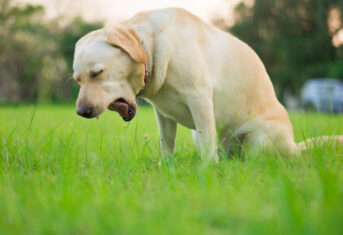 A dog coughing