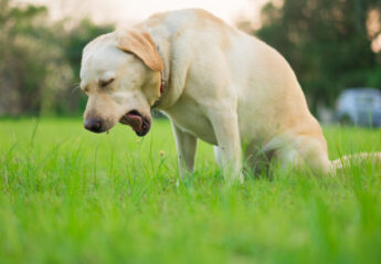 A dog coughing