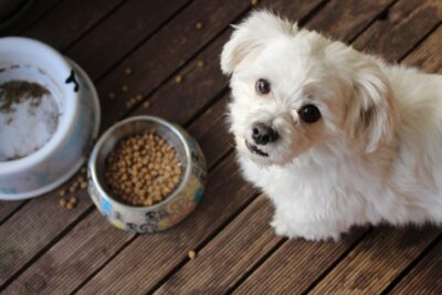 A dog with a bowl of food