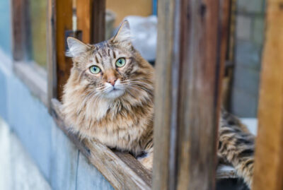 A cat leaning out of a window