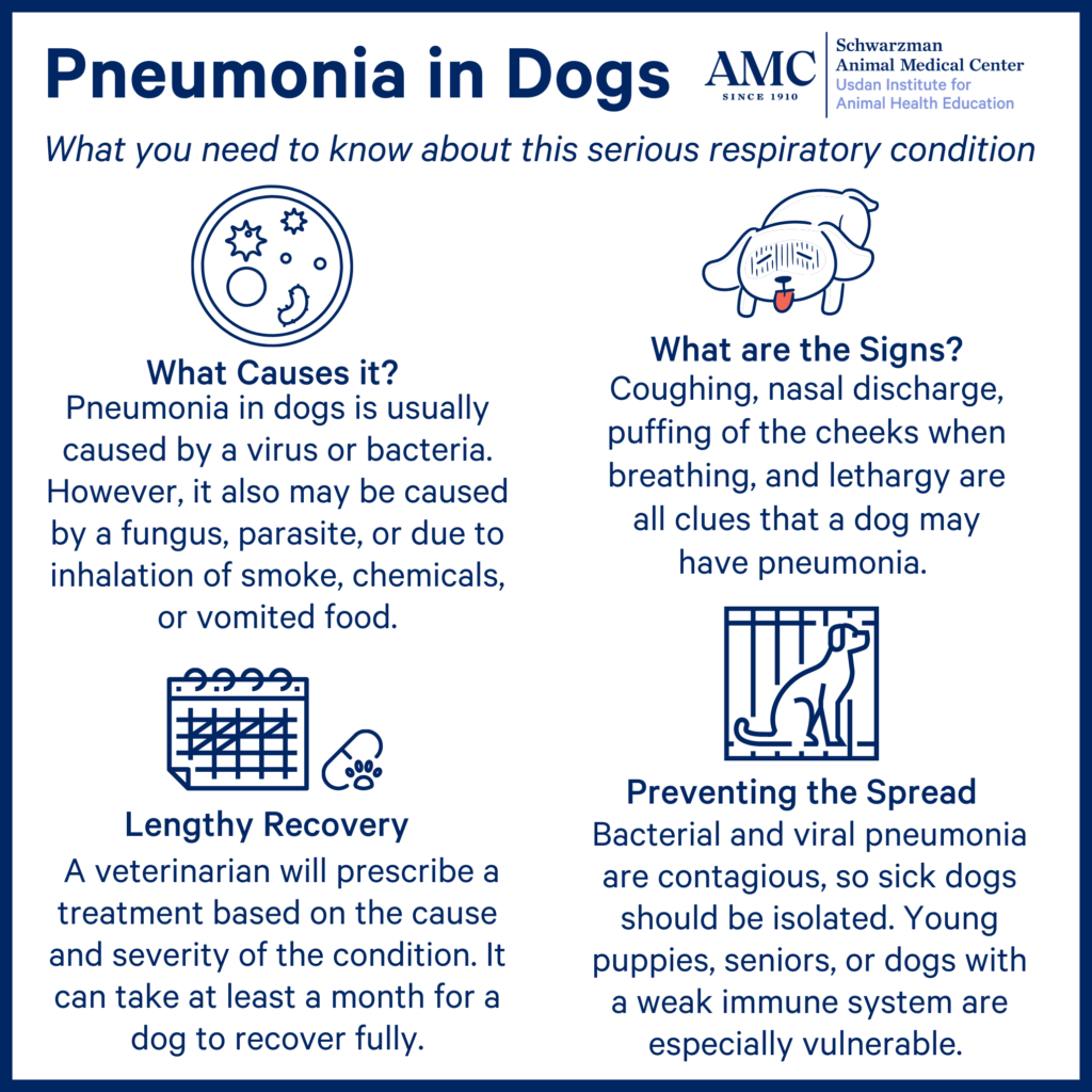 Pneumonia in Dogs