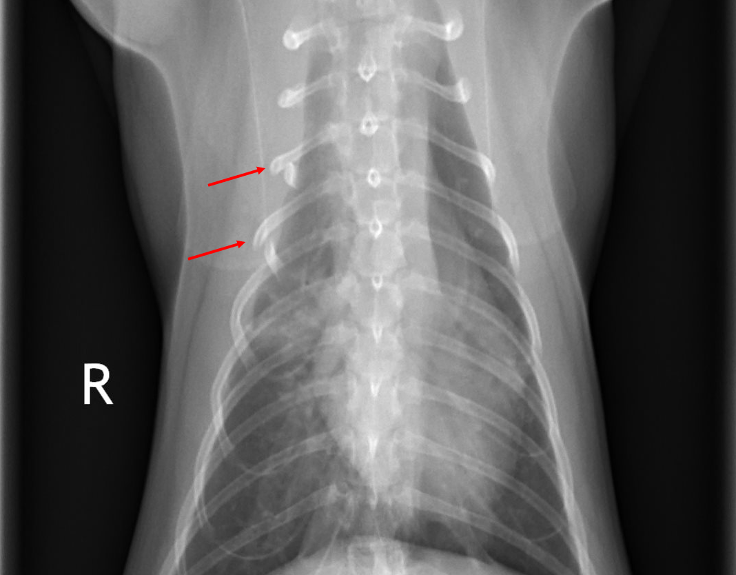 An x-ray of a cat with broken bones