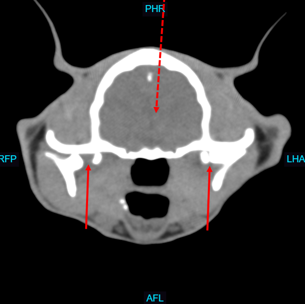 A CT image of a cat's head