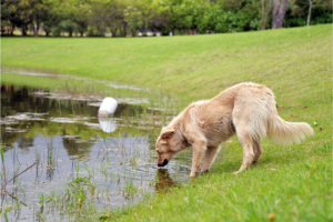 Dog sniffing a pond
