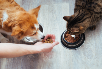 Dog and cat eating pet food