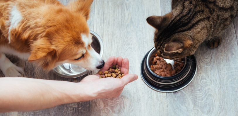 Dog and cat eating pet food