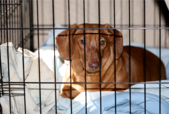 Dog resting in a cage