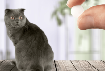 Fingers holding pill, cat in background