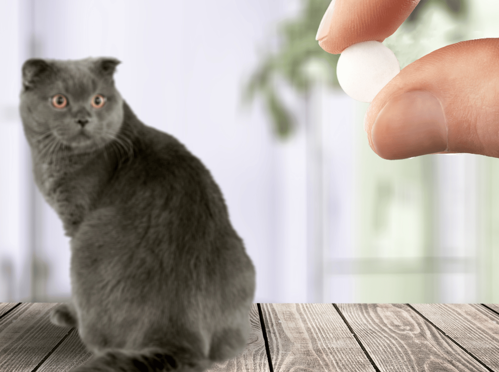 Fingers holding pill, cat in background