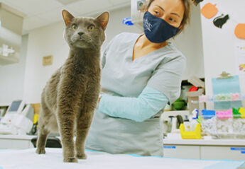 cat on table with veterinarian