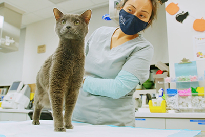 Shared Diseases Between Cats and Dogs - ATX Animal Clinic