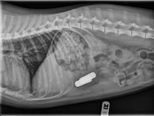 X-ray of dog who swallowed batteries