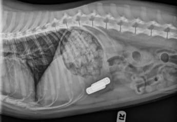 X-ray of dog who swallowed batteries