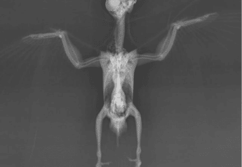 X-ray of a cockatiel