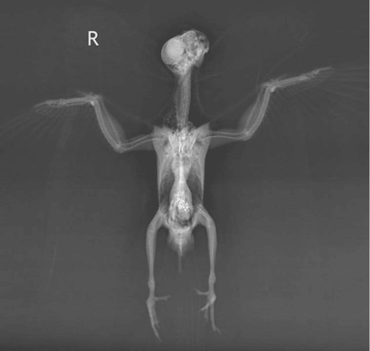 X-ray of a cockatiel