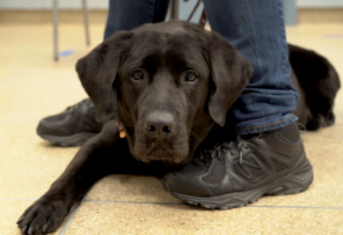 A black lab lying on a floor