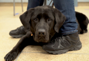 A black lab lying on a floor