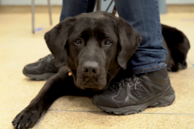 A black lab lying on a floor