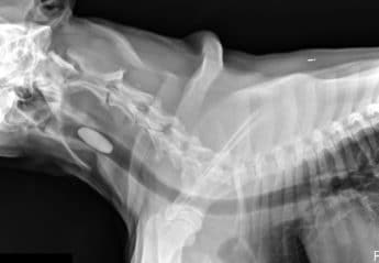 X-ray of dog who swallowed a massage rock