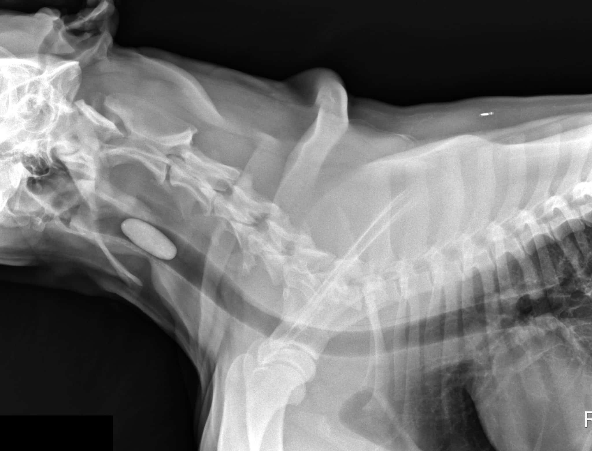 X-ray of dog who swallowed a massage rock