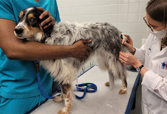 Dog receiving a vaccination