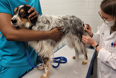 Dog receiving a vaccination