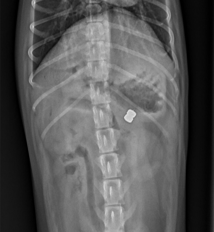 X-ray of magnets in the stomach and intestines