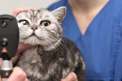 The cat is examined by the veterinarian. Vet lights up with the slit lamp in the eye of the pet.