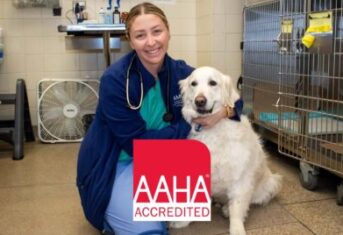 A veterinarian with a dog