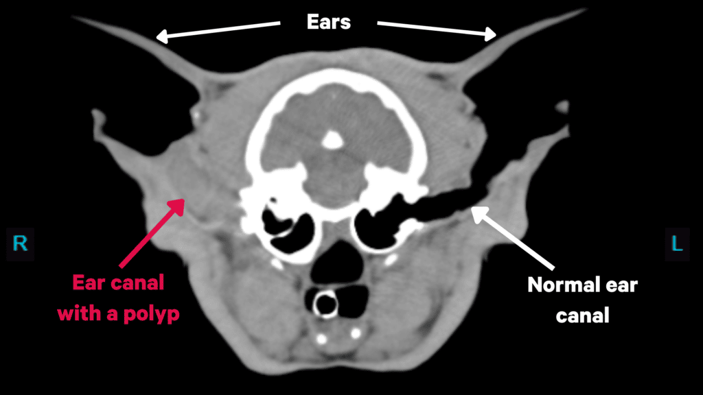 Una tomografía computarizada de un gato con un pólipo en la oreja
