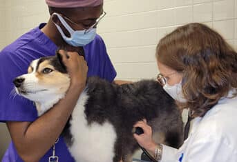 Veterinarian listens to a dog's heartbeat