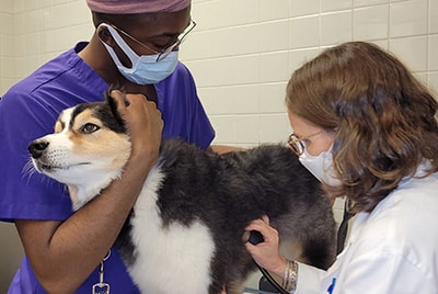 Veterinarian listens to a dog's heartbeat