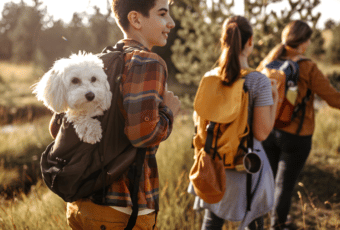 Dog being carried by child in their backpack