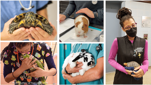 Emergencies in Exotic pets