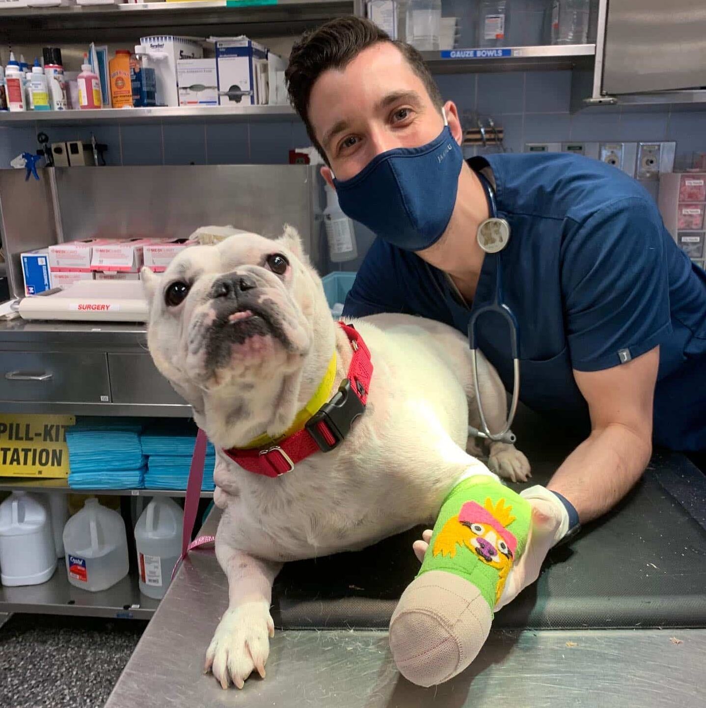 American Bulldog  Viera East Veterinary Center