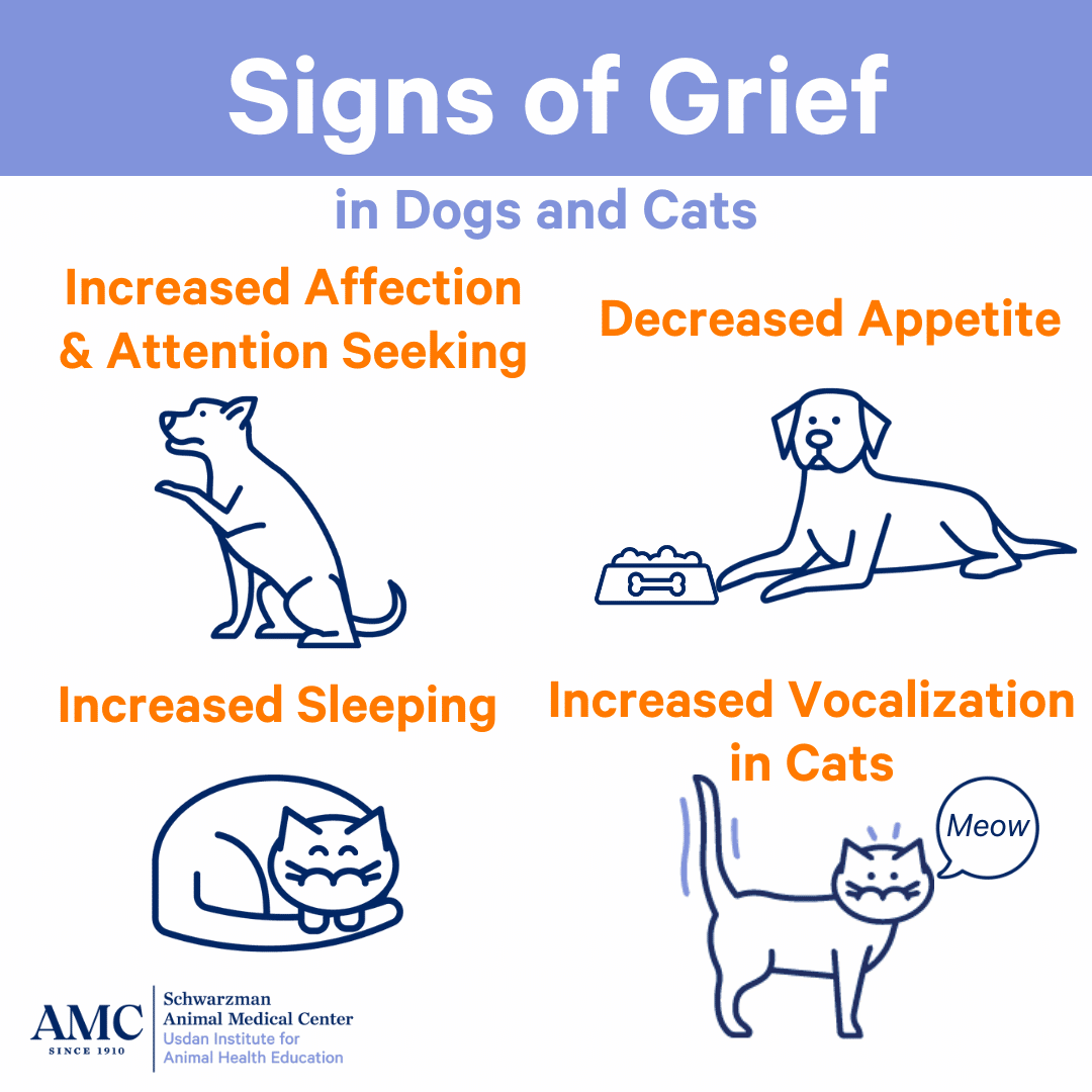 Do pets grieve the loss of another pet the answer is yes the animal