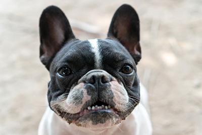 French Bulldog