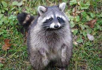 raccoon