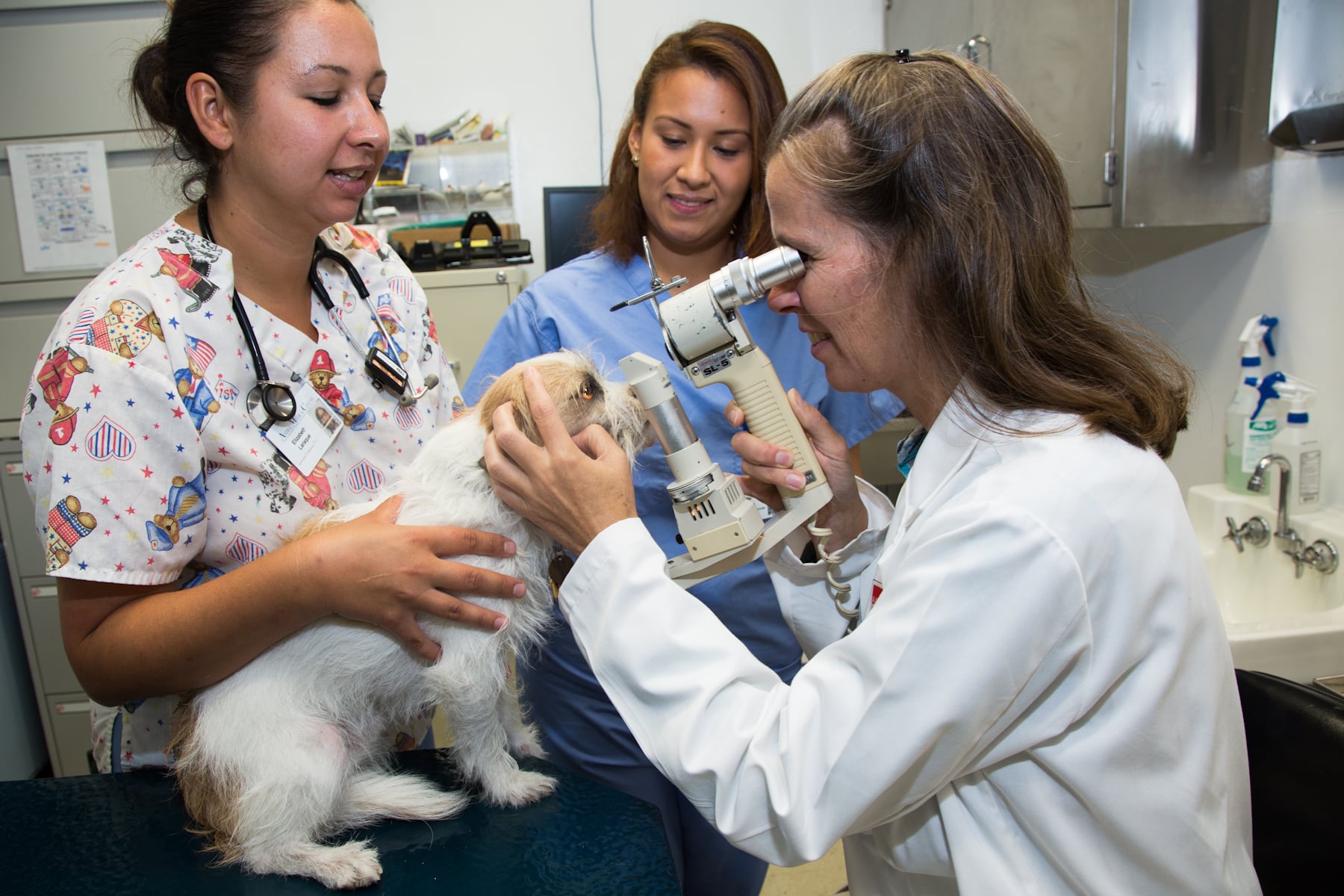 Dr. Alexandra van der Woerdt and the ophthalmology team examining a dog's eyes