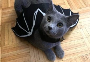 A cat dressed up as a bat