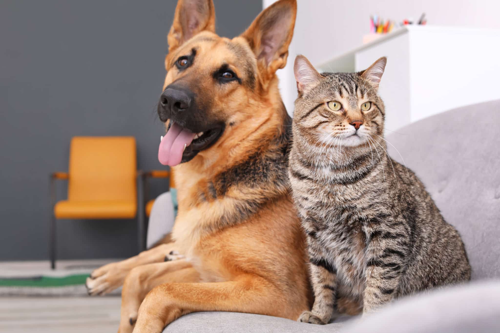 Dog and cat together