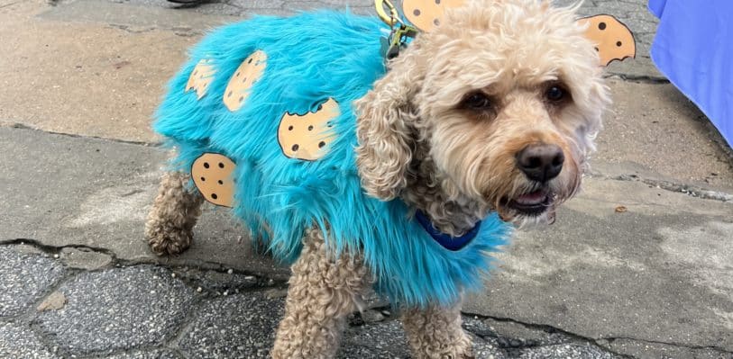Dog in Cookie monster Halloween costume