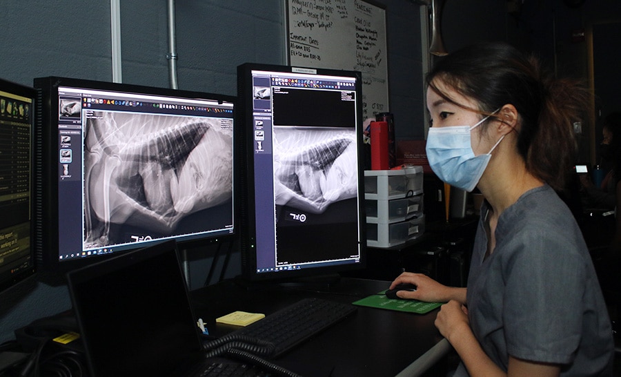 Observing radiographs in AMC's reading room