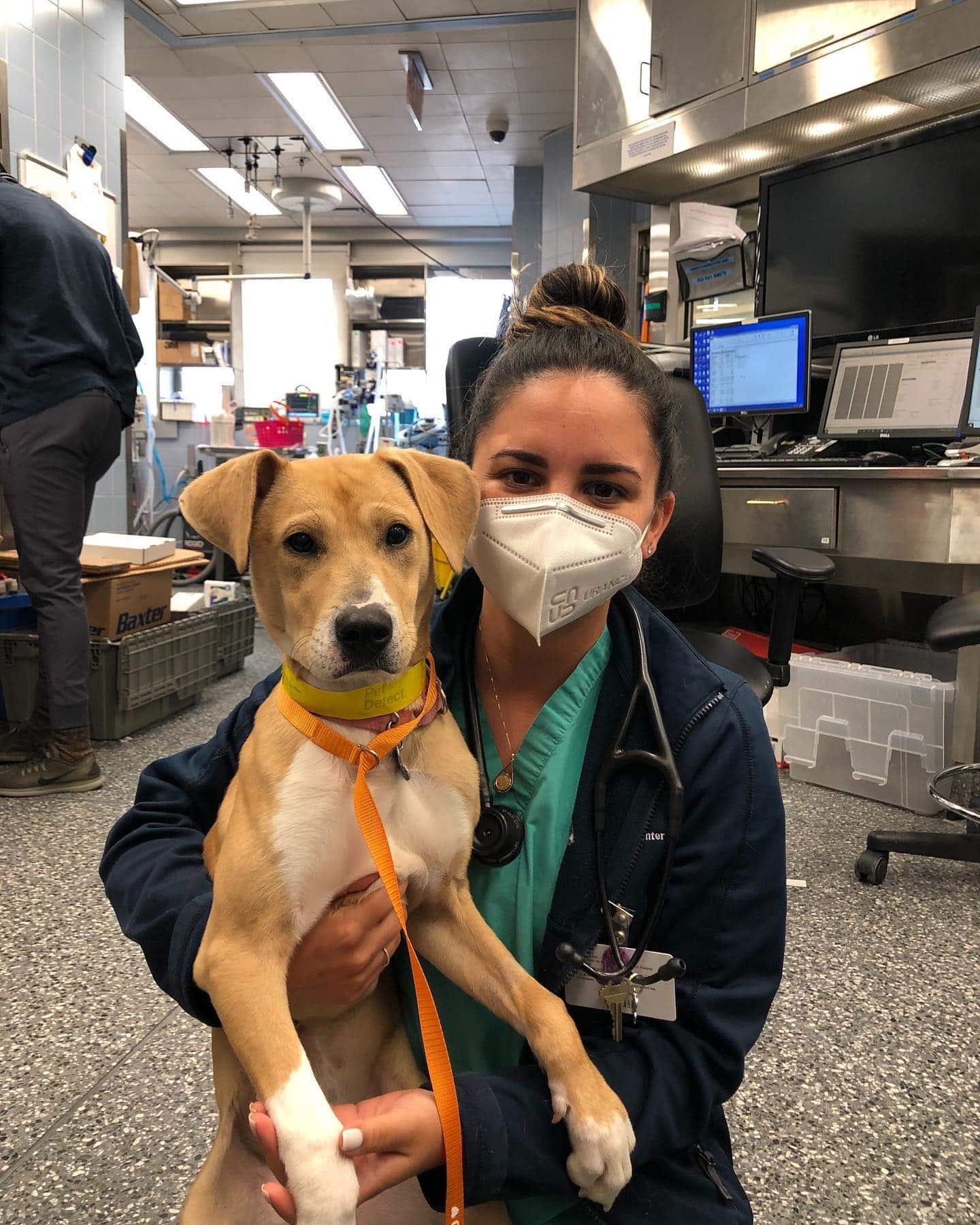 A dog and a veterinarian