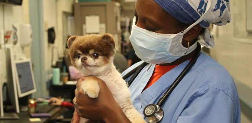 Dr. Smith holding a patient, Tallulah the dog, at AMC