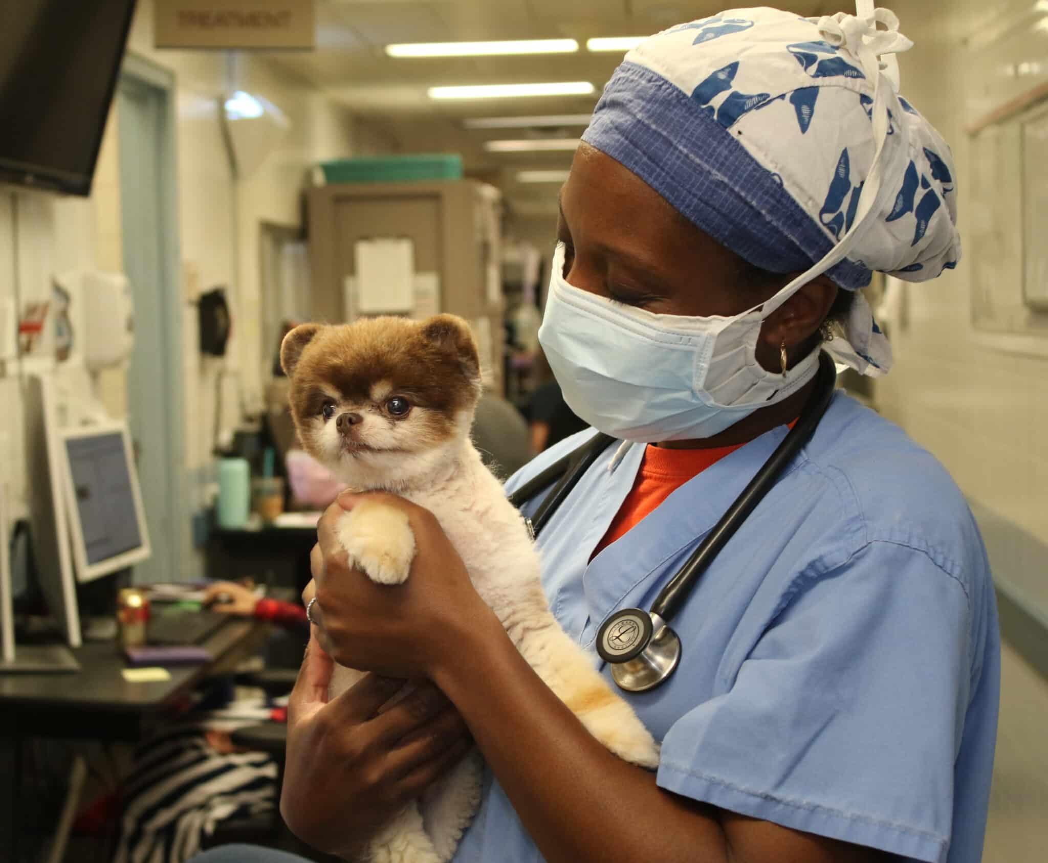 Dr. Smith holding a patient, Tallulah the dog, at AMC