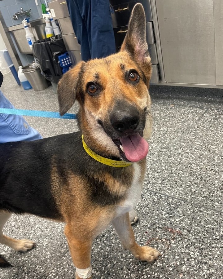 A dog at the Schwarzman Animal Medical Center