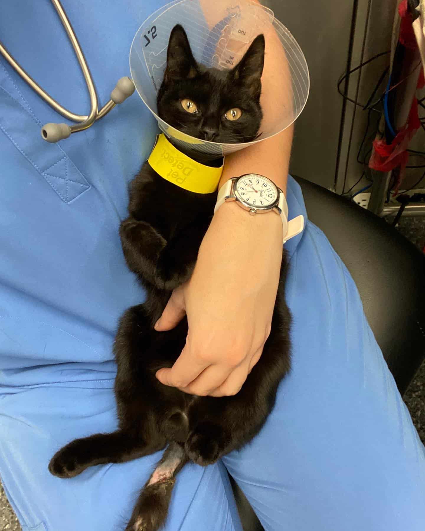A cat in a veterinarian's arms