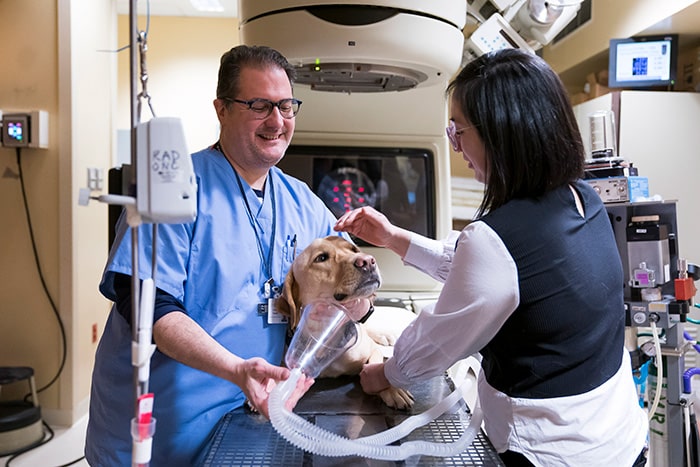 Dog being treated at AMC