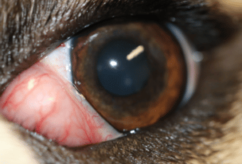 cherry eye closeup